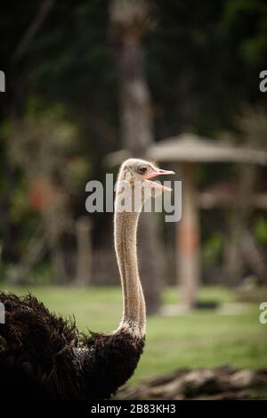 Autruches adultes dans les zones naturelles Banque D'Images