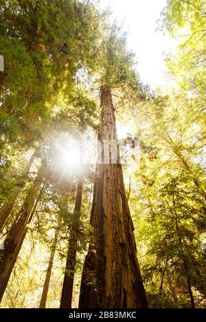 Soleil à travers des arbres de séquoias en Californie Banque D'Images