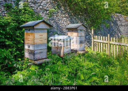 Trois ruches en bois de style traditionnel se tenant contre un mur de pierre dans les plantes sauvages et les herbes longues, Cumbria, nord-ouest de l'Angleterre Banque D'Images