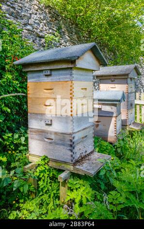 Trois ruches en bois de style traditionnel se tenant contre un mur de pierre dans les plantes sauvages et les herbes longues, Cumbria, nord-ouest de l'Angleterre Banque D'Images