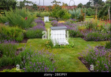 Ruches en bois blanc traditionnelles se trouvant dans les jolis jardins paysagers fleuris de Houghton Hall à Norfolk, East Anglia, Angleterre en été Banque D'Images