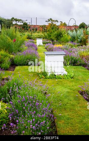 Ruches en bois blanc traditionnelles se trouvant dans les jolis jardins paysagers fleuris de Houghton Hall à Norfolk, East Anglia, Angleterre en été Banque D'Images