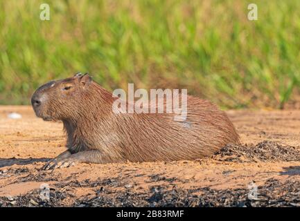 Homme Capybara sur une rive de la rivière dans le Pantanal dans le parc national de Pantanal au Brésil Banque D'Images