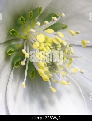 Gros plan de la fleur blanche frappante d'hellebore avec une rafale de pistils jaunes du centre. Banque D'Images