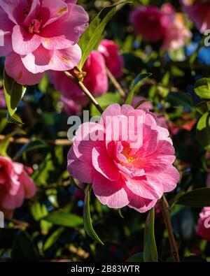 Jardin de printemps de Camellia Cornish Banque D'Images