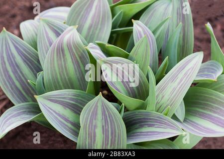 Détail feuilles montrant le marron - rayures violettes sur Tulipa Hearts Delight. Banque D'Images