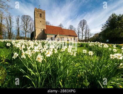 Vue de printemps Rickling Tous les Saints de l'Église avec Essex Essex Rickling de jonquilles fleurs en premier plan Banque D'Images