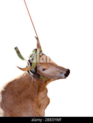 Gros plan sur le visage d'un veau lassoed à un concours de rodéo de pays, isolé sur un fond blanc Banque D'Images