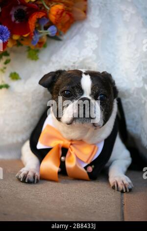 Chien de terrier vieilli de Boston pontant acheter la mariée et la fleur à un événement de mariage Banque D'Images