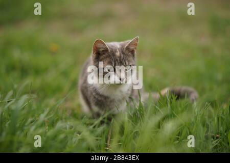 Joli portrait de chat en cendres dans l'herbe verte. Banque D'Images