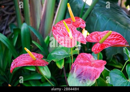 Fleurs d'anthurium rouges et roses nommées aussi fleurs d'arrière, fleurs de flamants, laceleaf. Gros plan sur les fleurs d'anthurium rouges fleuries dans le jardin tropical. Banque D'Images