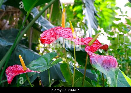 Fleurs d'anthurium rouges et roses nommées aussi fleurs d'arrière, fleurs de flamants, laceleaf. Gros plan sur les fleurs d'anthurium rouges fleuries dans le jardin tropical. Banque D'Images
