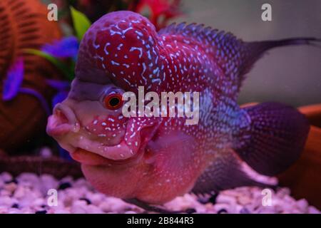Le Flowerhorn Fish Aquarium Fish Flower Horn Fish Flowerhorn Cichlid Fish isolé sur fond blanc il y a un chemin d'écrêtage. Banque D'Images