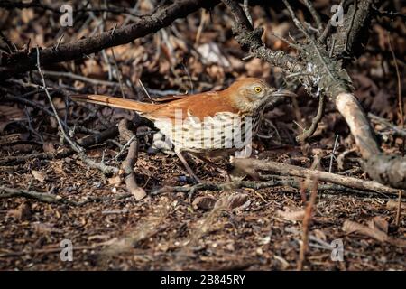 Thrasher brun (Toxostoma rufum) sur le sol Banque D'Images