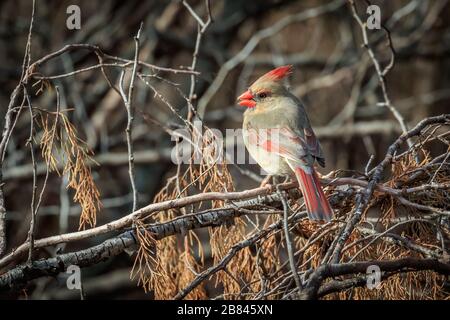 Cardinal féminin du Nord (Cardinalis cardinalis) perché dans un arbre Banque D'Images