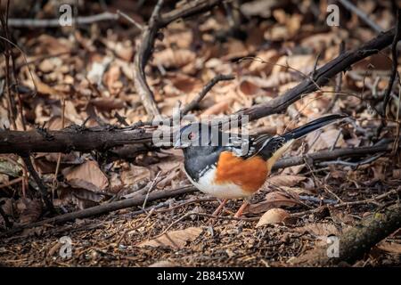 Towee tacheté (Pipilo maculatus) dans un cricket Banque D'Images