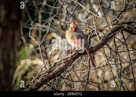 Cardinal féminin du Nord (Cardinalis cardinalis) perché dans un arbre Banque D'Images