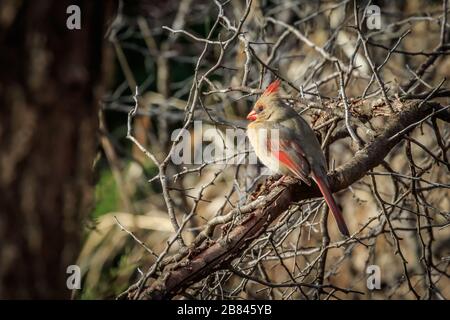 Cardinal féminin du Nord (Cardinalis cardinalis) perché dans un arbre Banque D'Images