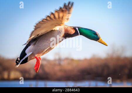 Mallard (Anas platyrhynchos) drake décollage Banque D'Images