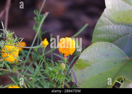 Haut de la fleur de marigold dans le jardin en Inde, fleur Banque D'Images
