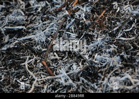 La texture de fond de l'herbe brûlée, les cendres d'une herbe Banque D'Images