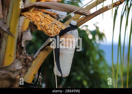 Neera, également appelé nectar de palmier, est une sève extraite de l'inflorescence de diverses espèces de palmiers à crapauds et utilisée comme boisson Banque D'Images