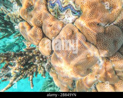 Sur un récif de corail en mer Rouge, Egypte. Corail-cerveau, avec ses convolutions rappelant les convolutions du cerveau. Prise de vue sous-marine. Banque D'Images