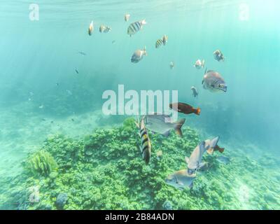 Poissons dans la mer - commun abudefduf, carpe crucifienne, voile zèbrosome, etc tir sous-marin dans la mer Rouge, Egypte. Beau monde sous-marin. Banque D'Images