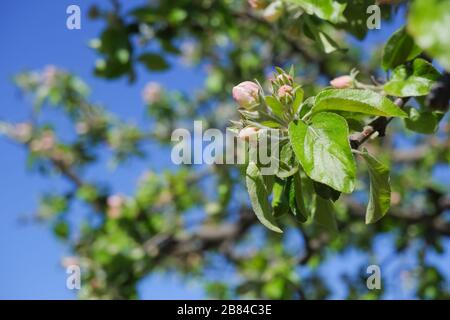 La pomme blanche s'épanouit contre un ciel bleu lors d'une journée ensoleillée au printemps. Faible profondeur de champ. Le soleil brille les branches d'une pomme en fleur tree.beautiful Banque D'Images