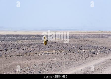 Afrique, Djibouti, Lac Abbe. Une femme marche dans le désert sur le chemin du lac Abbe Banque D'Images