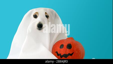 Chien habillé comme fantôme avec la citrouille orange Banque D'Images