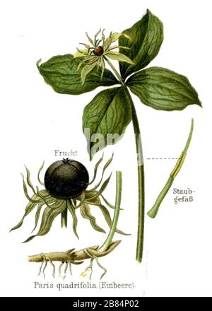 Paris quadrifolia, Herb-paris ou le vrai nœud d'amant Paris quadrifolia, (encyclopédie, CA. 1910) Banque D'Images