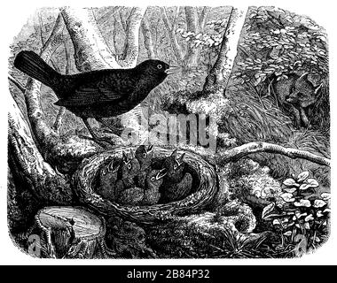 blackbird, Turdus merula, anonym (livre de zoologie, 1899) Banque D'Images