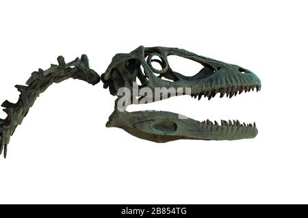 Fossile du crâne de velociraptor isolé sur fond blanc. Squelette de dinosaure. Velociraptor est un dinosaure carnivore vécu à l'époque du crétacé. Banque D'Images