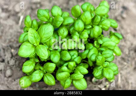 Plantules de basilic dans des pots de tourbe, tasses en plastique blanc sur une terre labourée. Semis de plantes de bébé. Plantation au printemps. Horticulture et coltivation, spr Banque D'Images