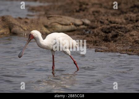 Spoonbill, Platalea alba, Kruger National Park, Afrique du Sud Banque D'Images