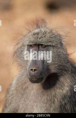 Baboon, Papio ursinus, Parc national Kruger, Afrique du Sud Banque D'Images