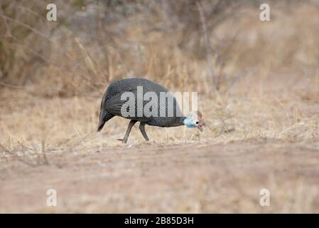 Baboon, Papio ursinus, Parc national Kruger, Afrique du Sud Banque D'Images
