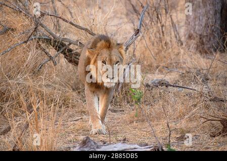 Lion masculin, Panthera Leo, Kruger National Park, Afrique du Sud Banque D'Images