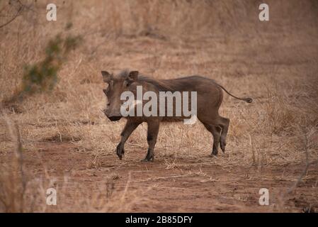 Warthog, Phacochoerus africanus au parc national Kruger, Afrique du Sud Banque D'Images