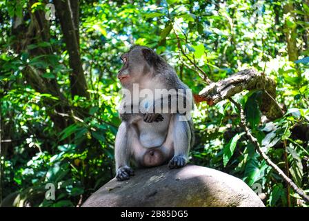 Un singe à queue longue balinaise d'un homme adulte assis sur un rocher Banque D'Images