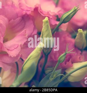 Rose belles fleurs d'Eustoma (Lisianthus, tulip gentian, eustomas) fond. Style vintage. Banque D'Images