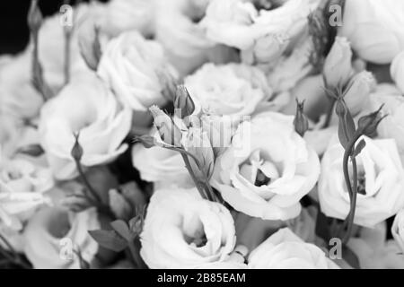 Blanc belles fleurs d'Eustoma, Lisianthus, tulip gentian, eustomas. Contexte. En noir et blanc Banque D'Images