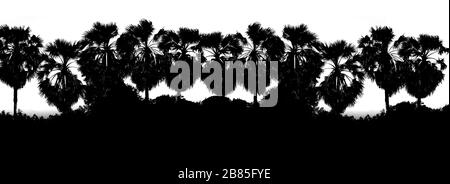 Noir Blanc couleur rangée sucre palmier branche silhouette arrière-plan, arbre forme palmier fond jungle, photo arbre d'art Noir Blanc couleur papier peint Banque D'Images