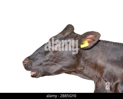 Drôle de vache noire parler à quelqu'un. Museau de vache isolé sur fond blanc. Animaux de ferme. Portrait d'une jeune vache moooing près Banque D'Images