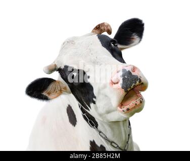 Drôle de vache noire parler à quelqu'un. Museau de vache isolé sur fond blanc. Animaux de ferme. Portrait d'une jeune vache moooing près Banque D'Images