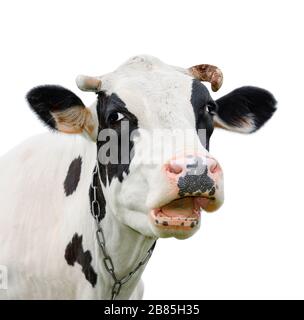 Drôle de vache noire parler à quelqu'un. Museau de vache isolé sur fond blanc. Animaux de ferme. Portrait d'une jeune vache moooing près Banque D'Images