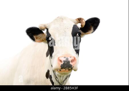 Drôle de vache noire parler à quelqu'un. Museau de vache isolé sur fond blanc. Animaux de ferme. Portrait d'une jeune vache moooing près Banque D'Images