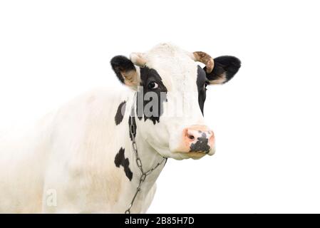 Drôle de vache noire parler à quelqu'un. Museau de vache isolé sur fond blanc. Animaux de ferme. Portrait d'une jeune vache moooing près Banque D'Images