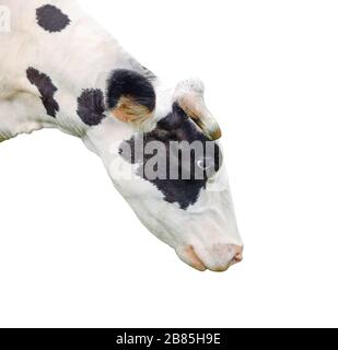 Drôle de vache noire parler à quelqu'un. Museau de vache isolé sur fond blanc. Animaux de ferme. Portrait d'une jeune vache moooing près Banque D'Images